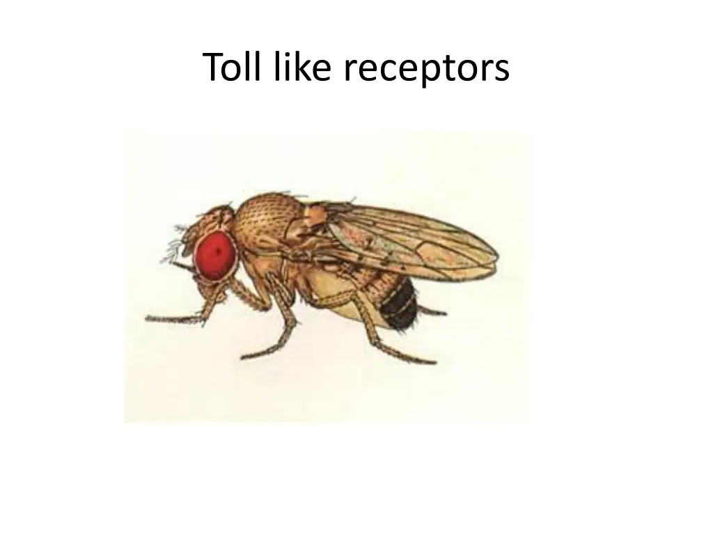 toll like receptors