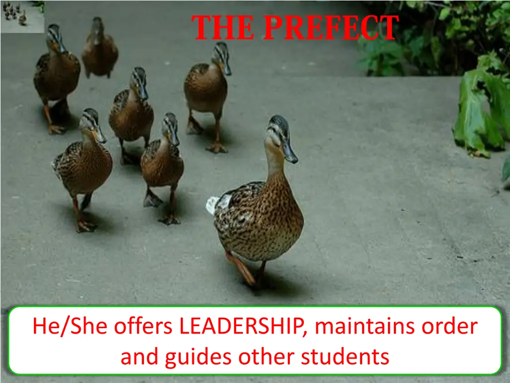 he she offers leadership maintains order