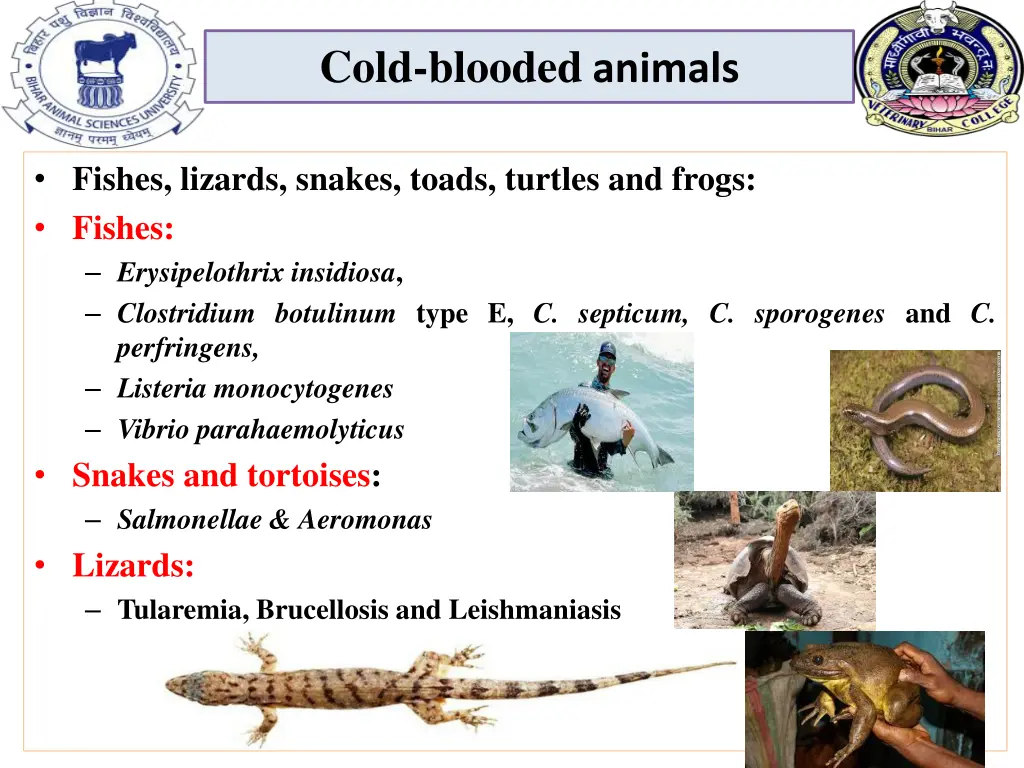 cold blooded animals