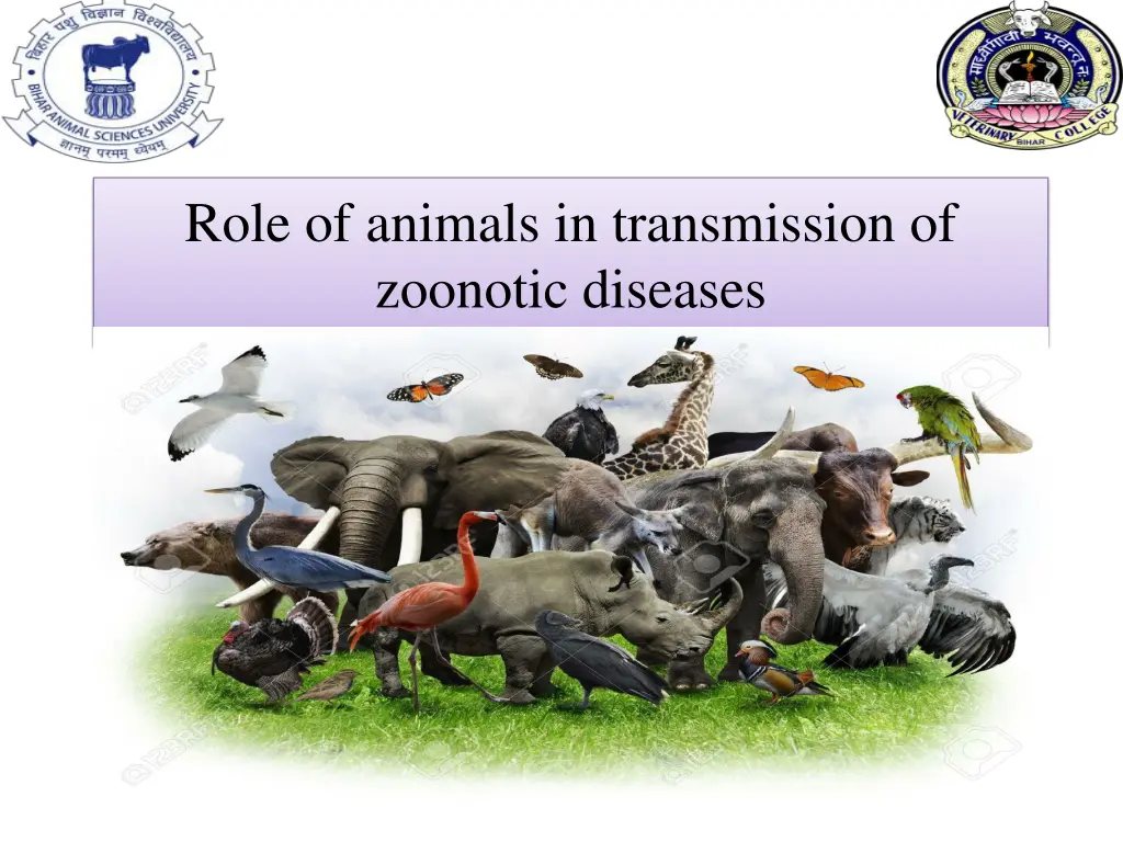 role of animals in transmission of zoonotic