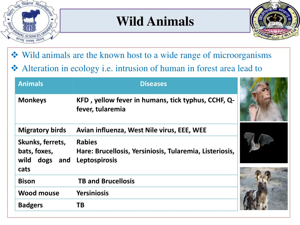 wild animals
