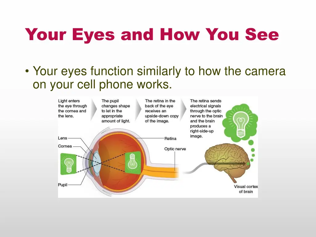 your eyes and how you see