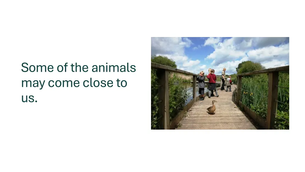 some of the animals may come close to us