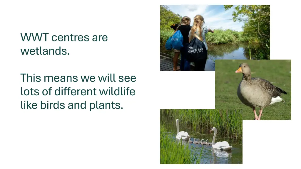 wwt centres are wetlands