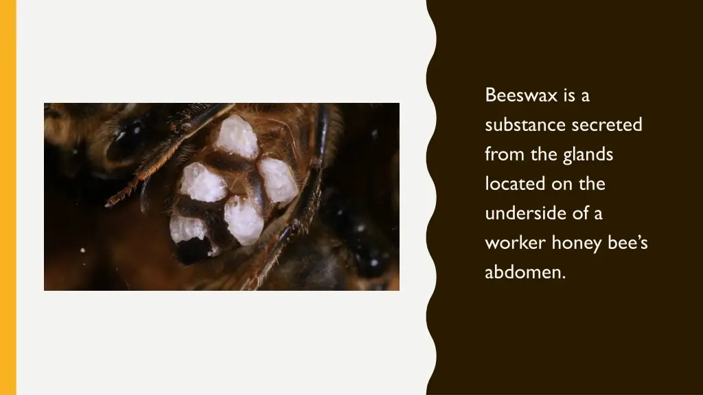 beeswax is a substance secreted from the glands