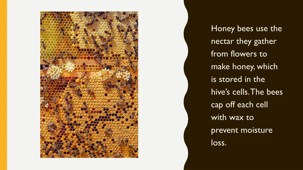 honey bees use the nectar they gather from