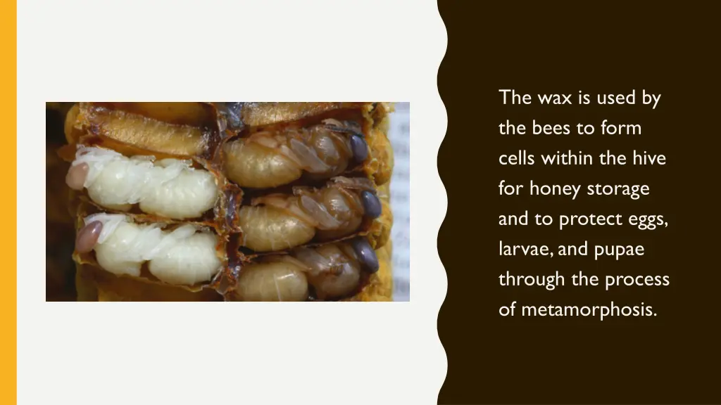 the wax is used by the bees to form cells within
