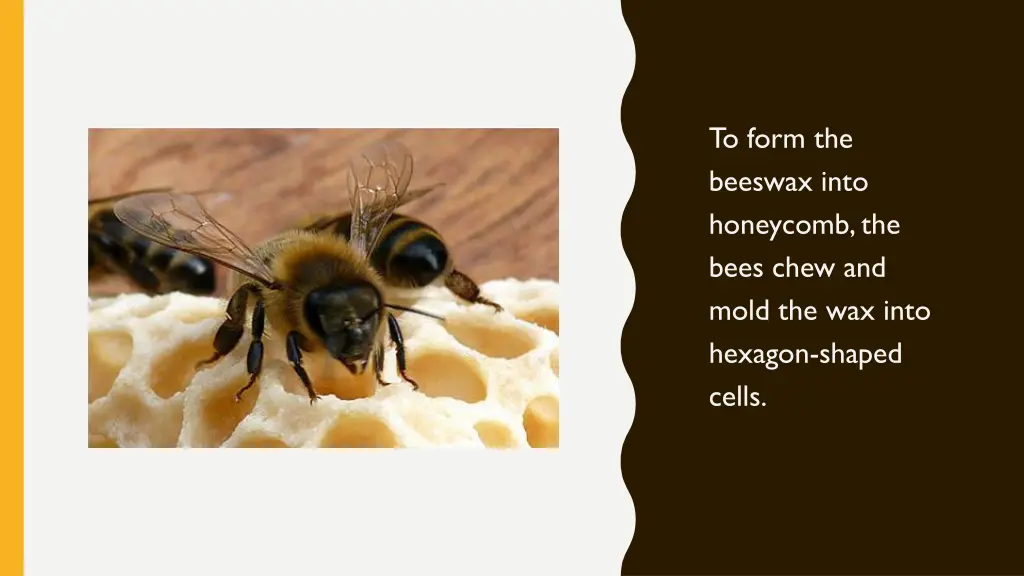 to form the beeswax into honeycomb the bees chew