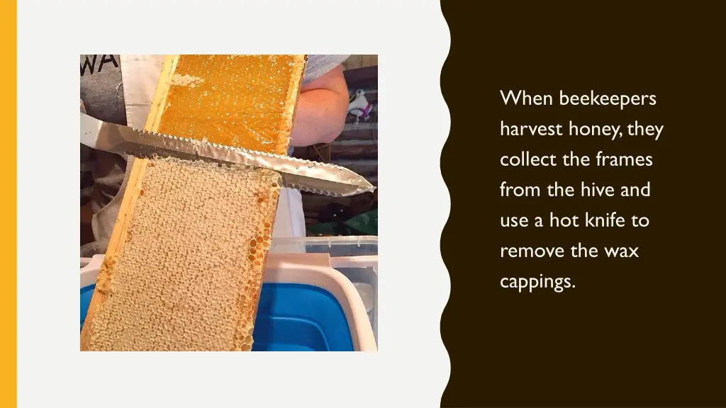 when beekeepers harvest honey they collect
