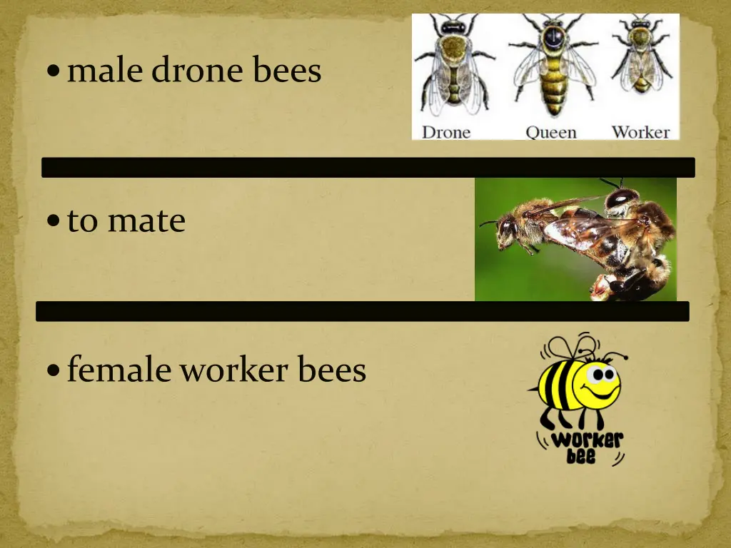 male drone bees
