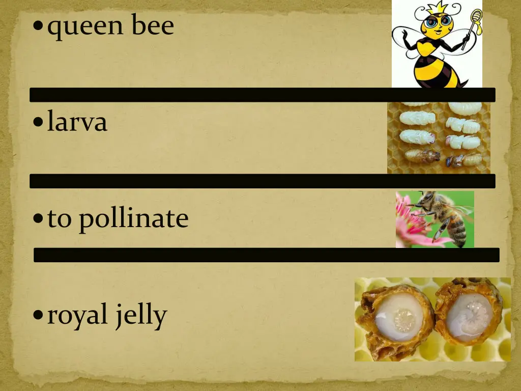 queen bee