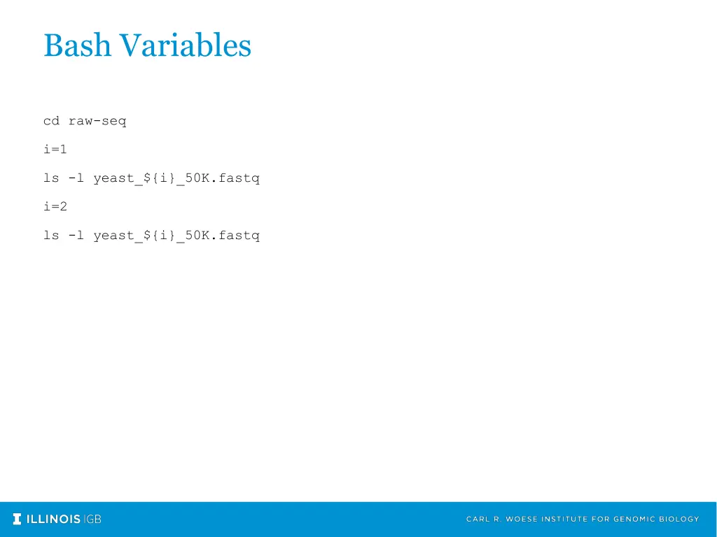 bash variables