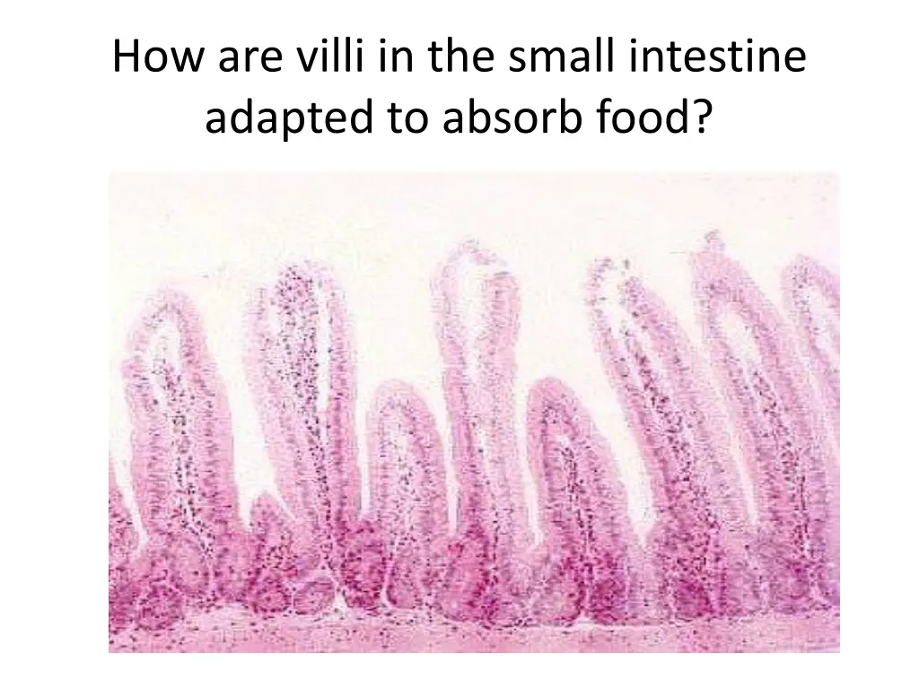how are villi in the small intestine adapted