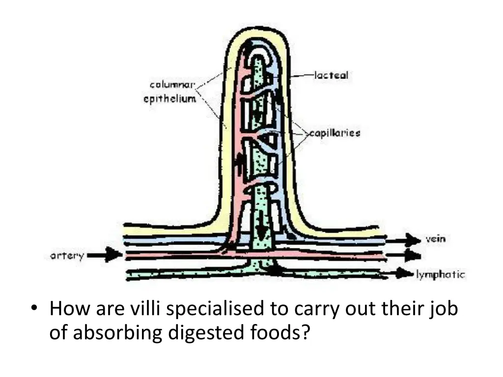 how are villi specialised to carry out their