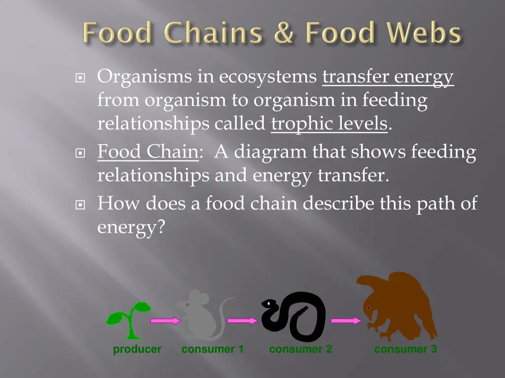 organisms in ecosystems transfer energy from
