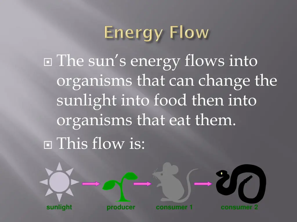 the sun s energy flows into organisms that