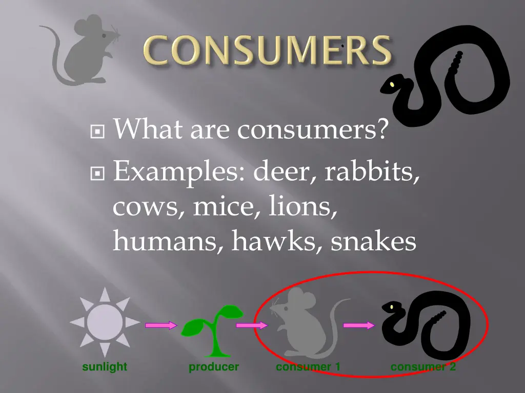 what are consumers examples deer rabbits cows