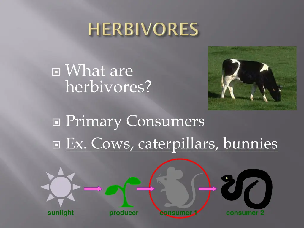 what are herbivores
