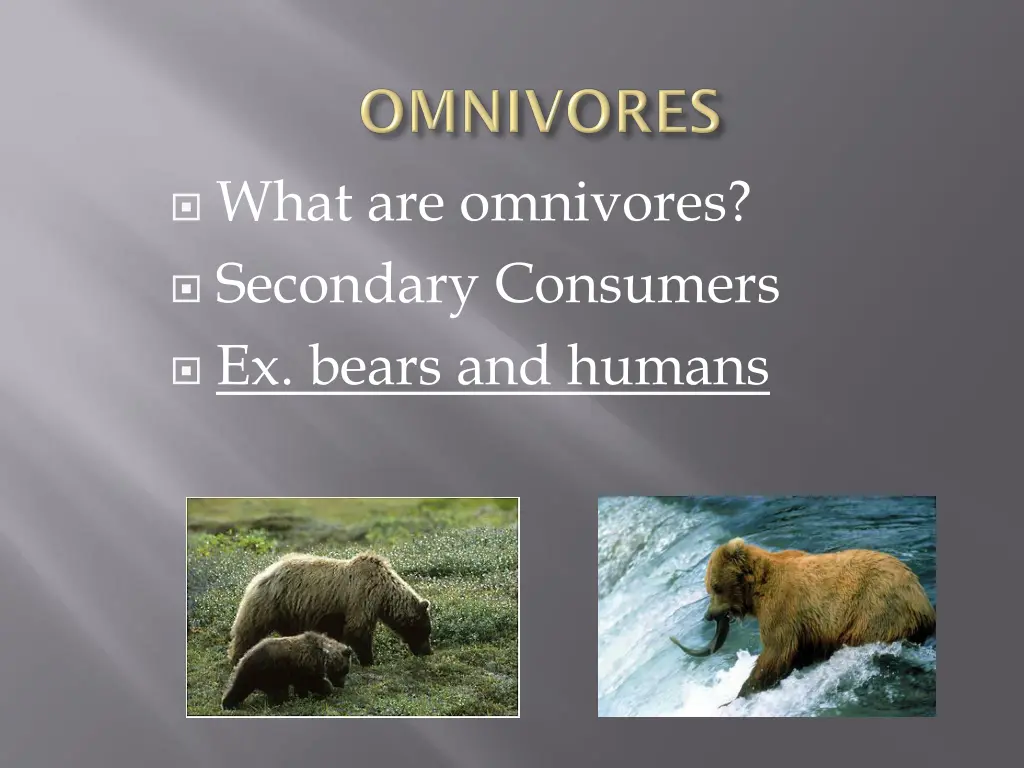 what are omnivores secondary consumers ex bears