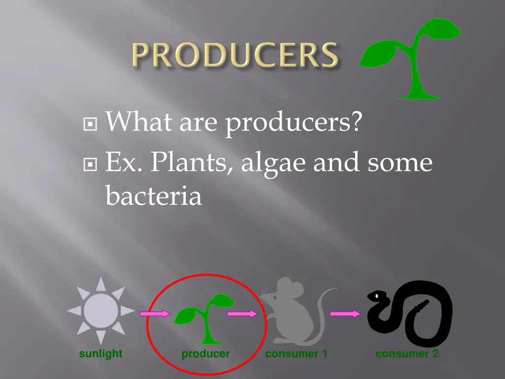 what are producers ex plants algae and some