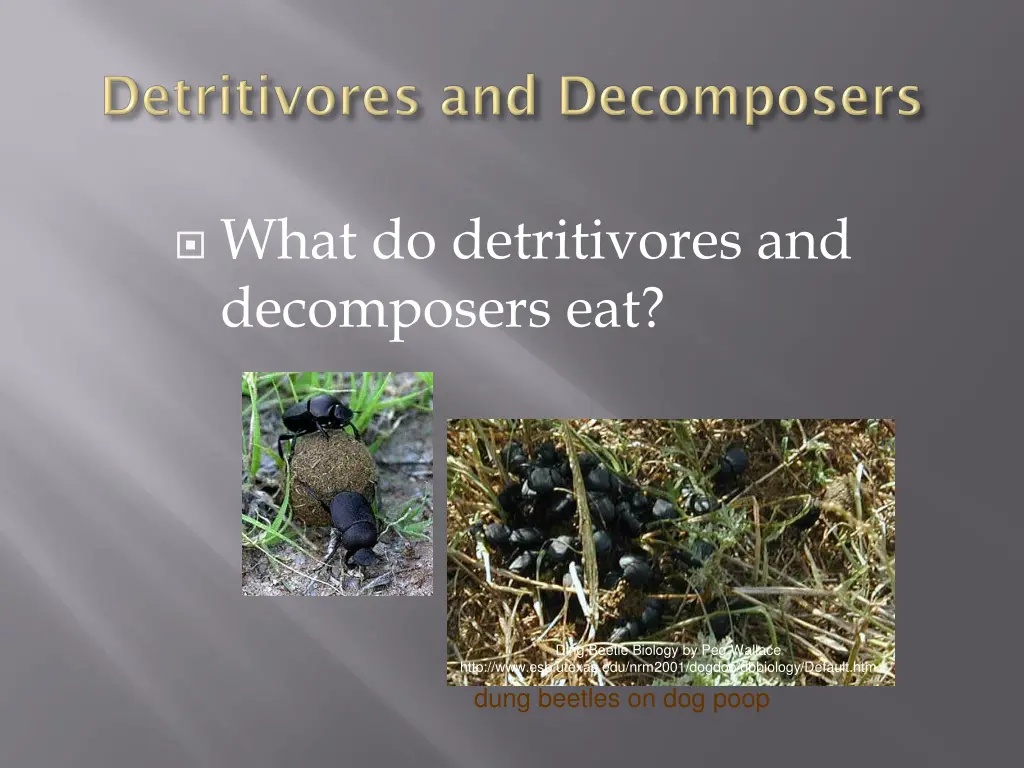 what do detritivores and decomposers eat