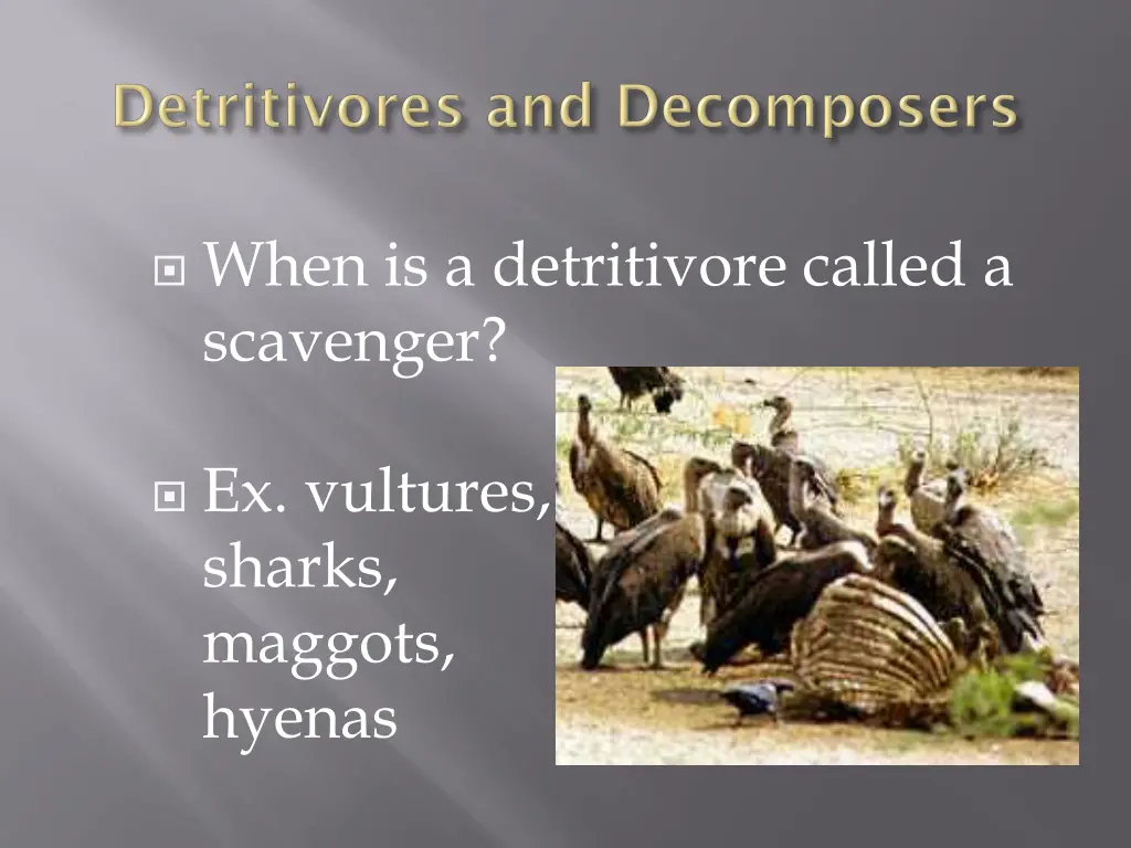 when is a detritivore called a scavenger