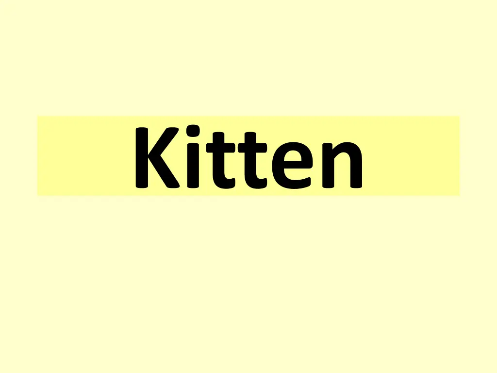 kitten