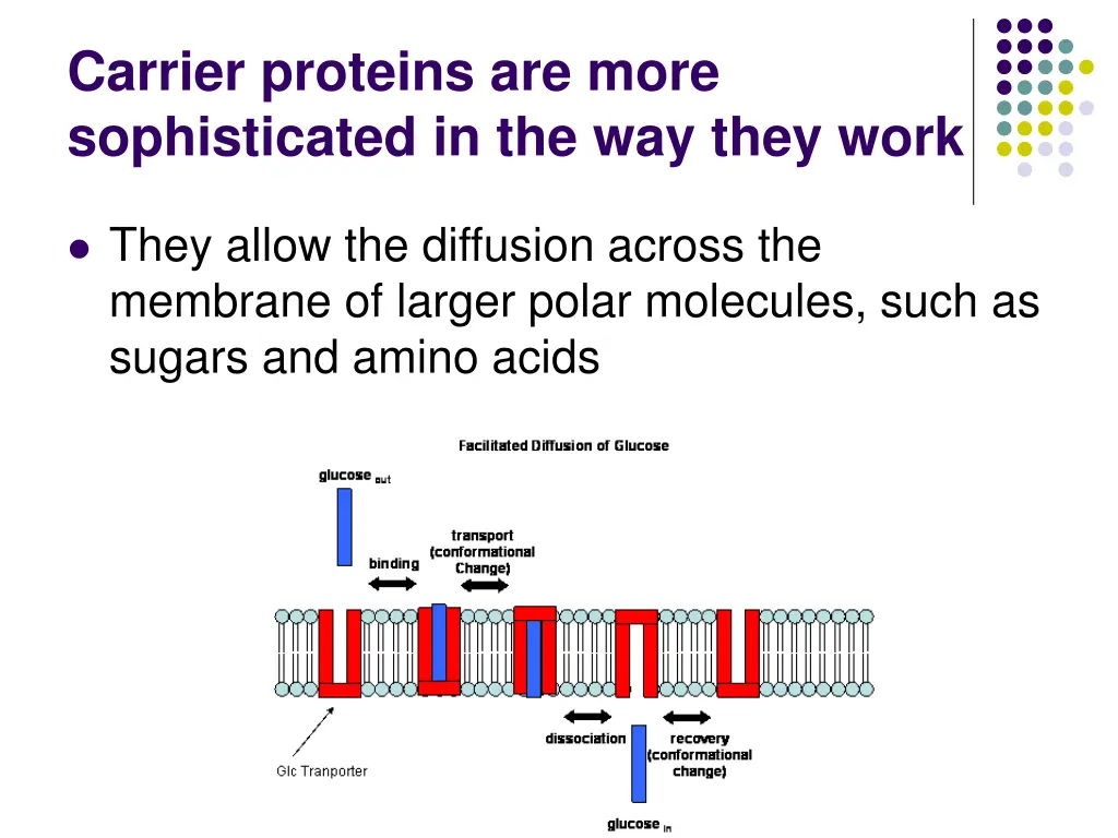 carrier proteins are more sophisticated
