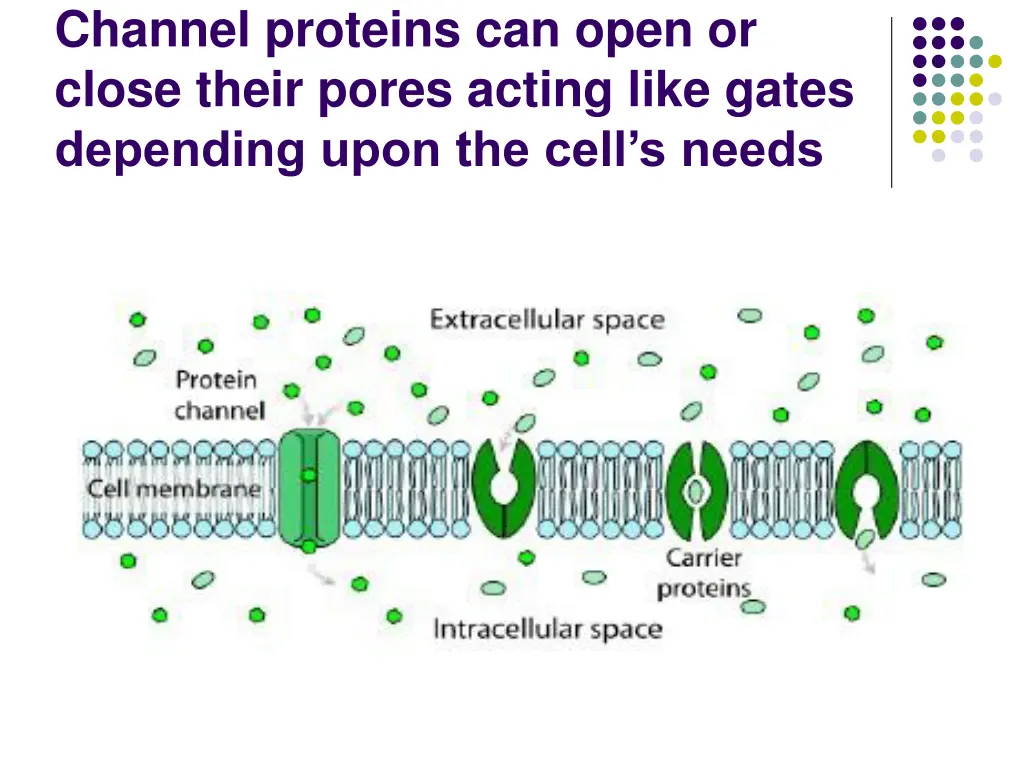 channel proteins can open or close their pores