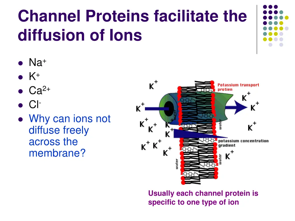 channel proteins facilitate the diffusion of ions