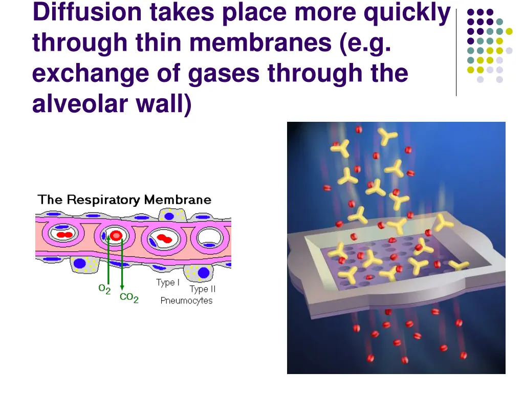 diffusion takes place more quickly through thin
