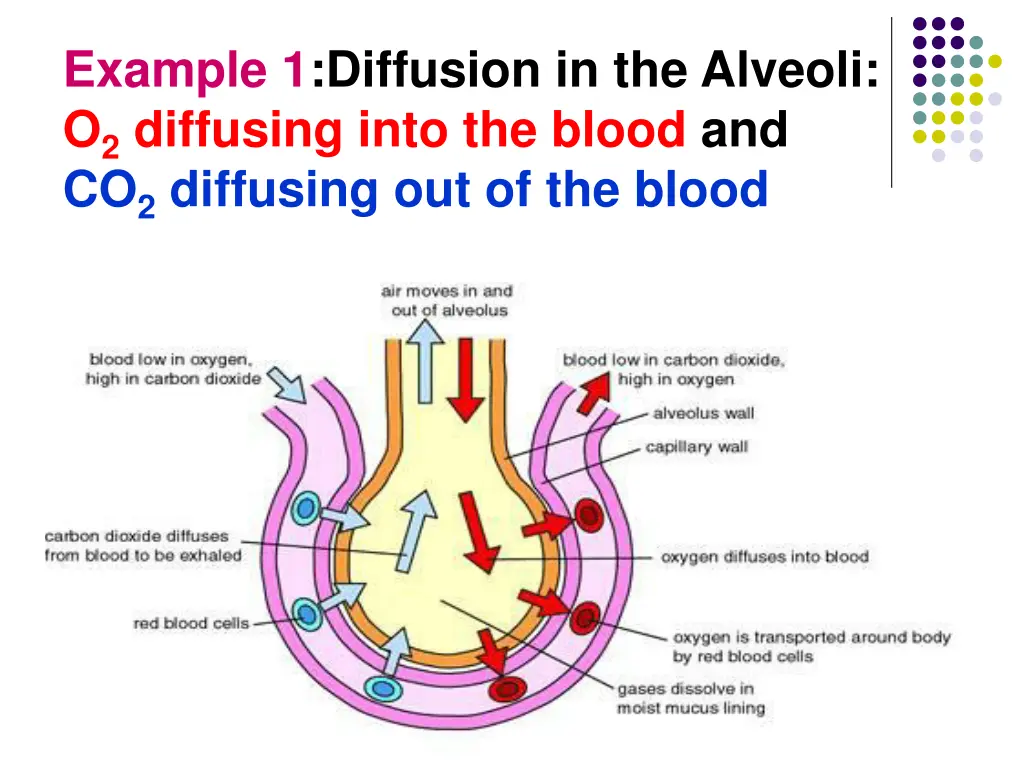 example 1 diffusion in the alveoli o 2 diffusing