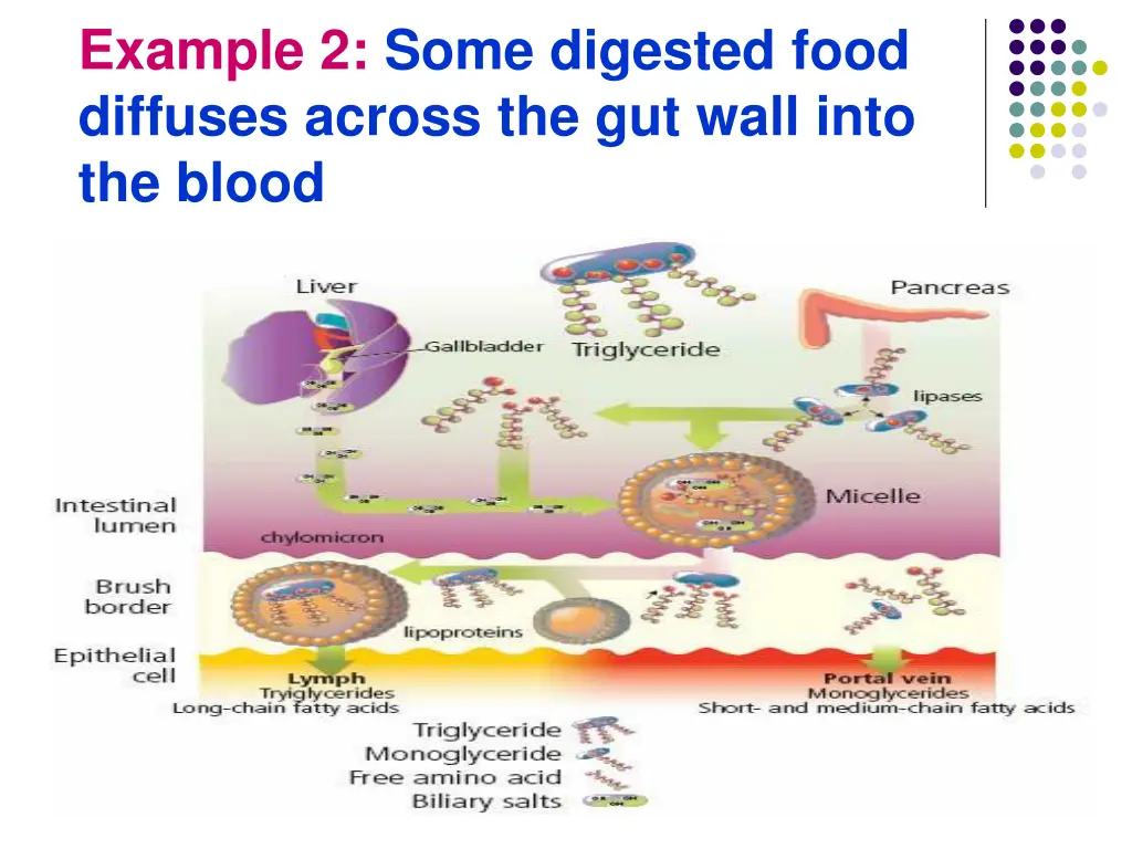 example 2 some digested food diffuses across
