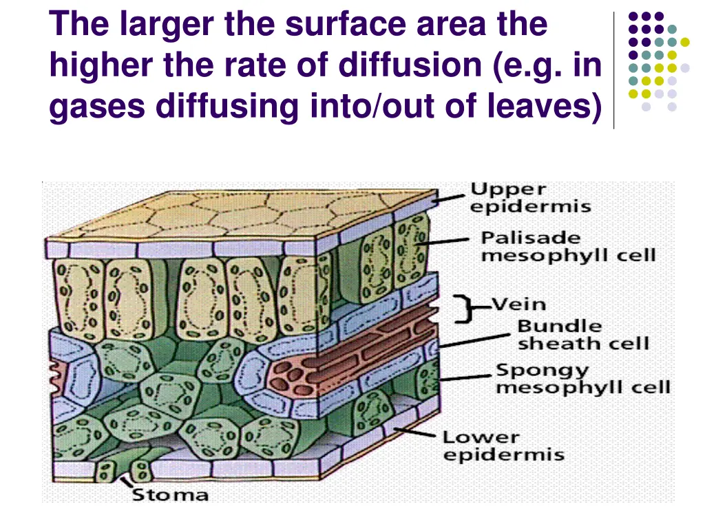 the larger the surface area the higher the rate