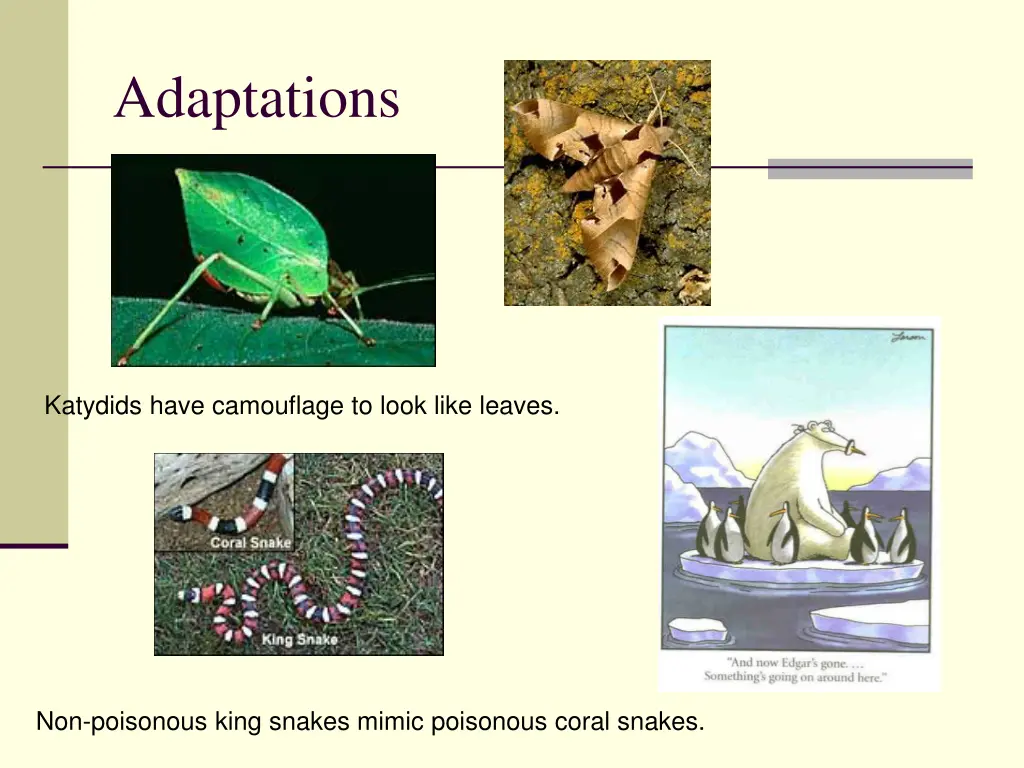 adaptations