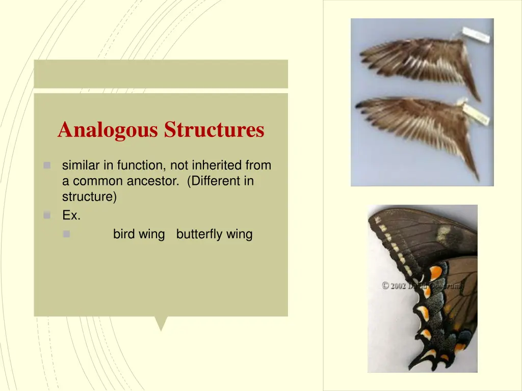 analogous structures