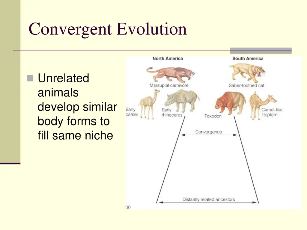 convergent evolution