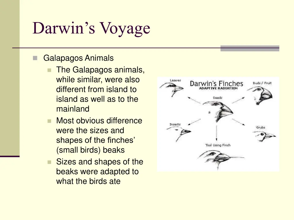 darwin s voyage 1