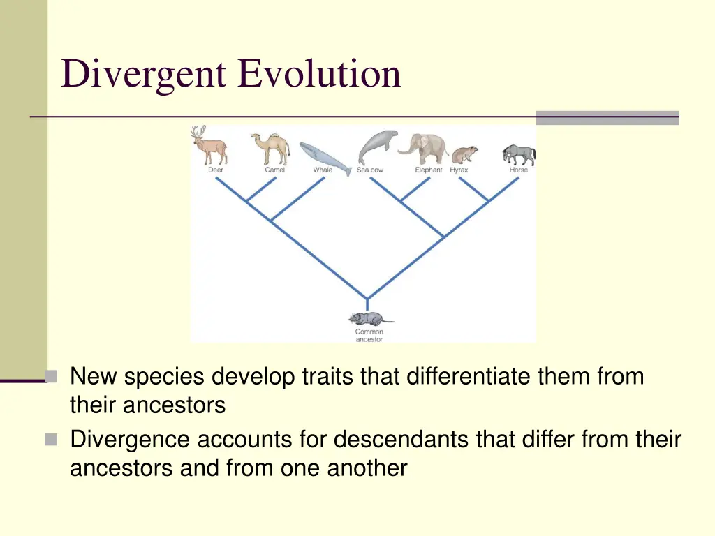 divergent evolution
