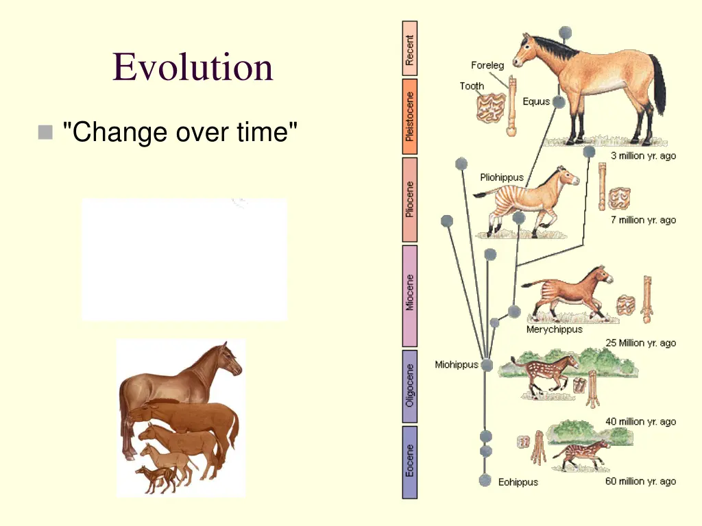 evolution