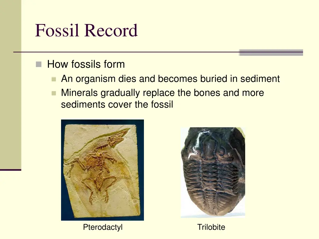 fossil record