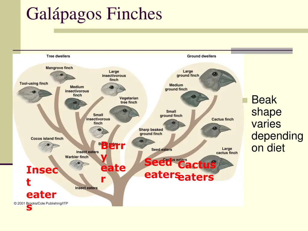 gal pagos finches
