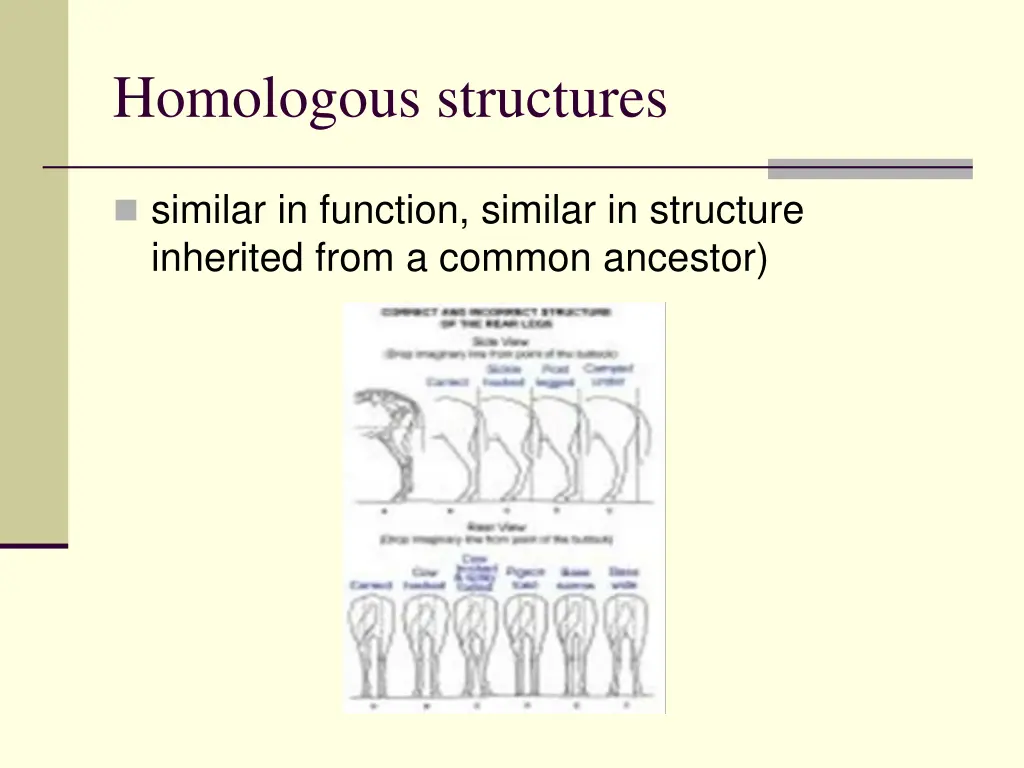 homologous structures