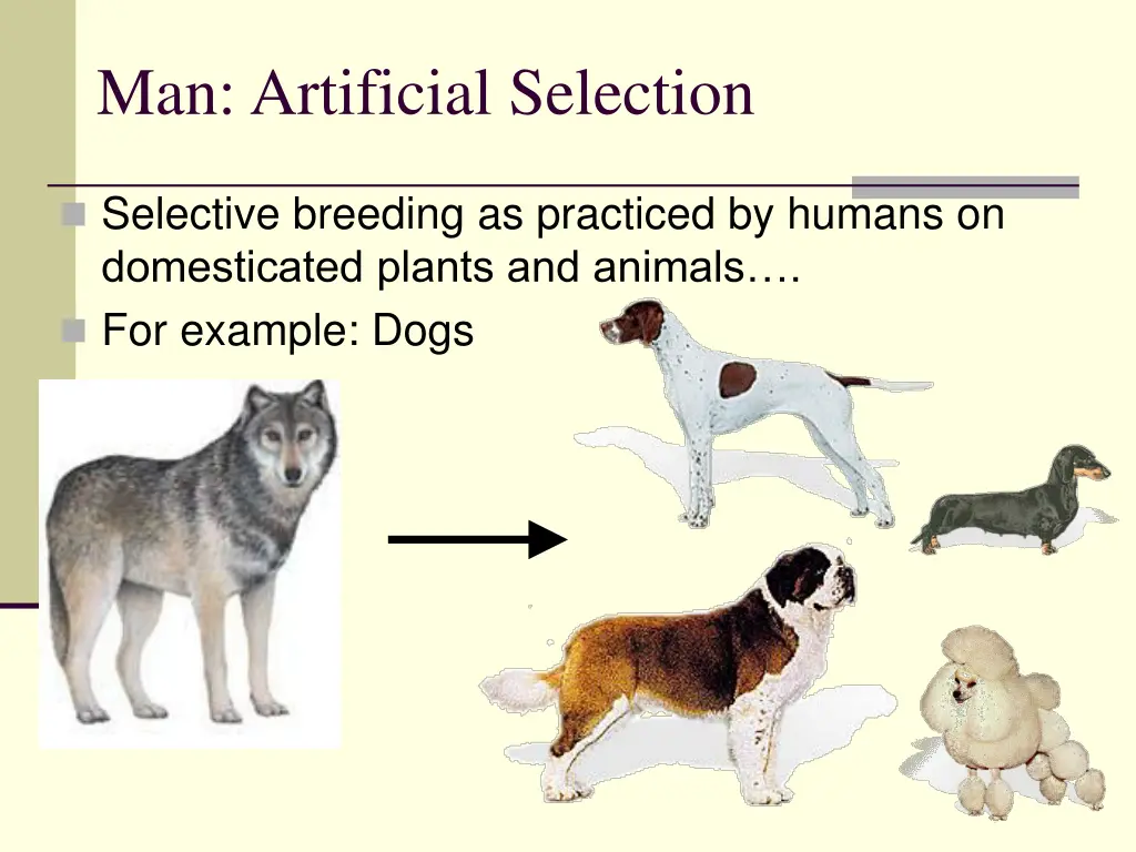 man artificial selection