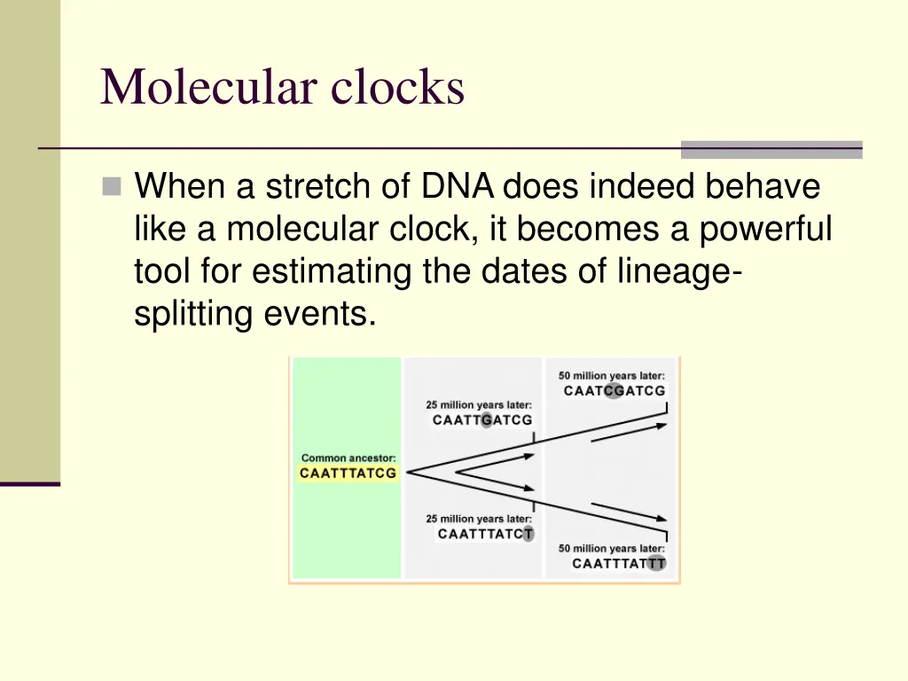 molecular clocks