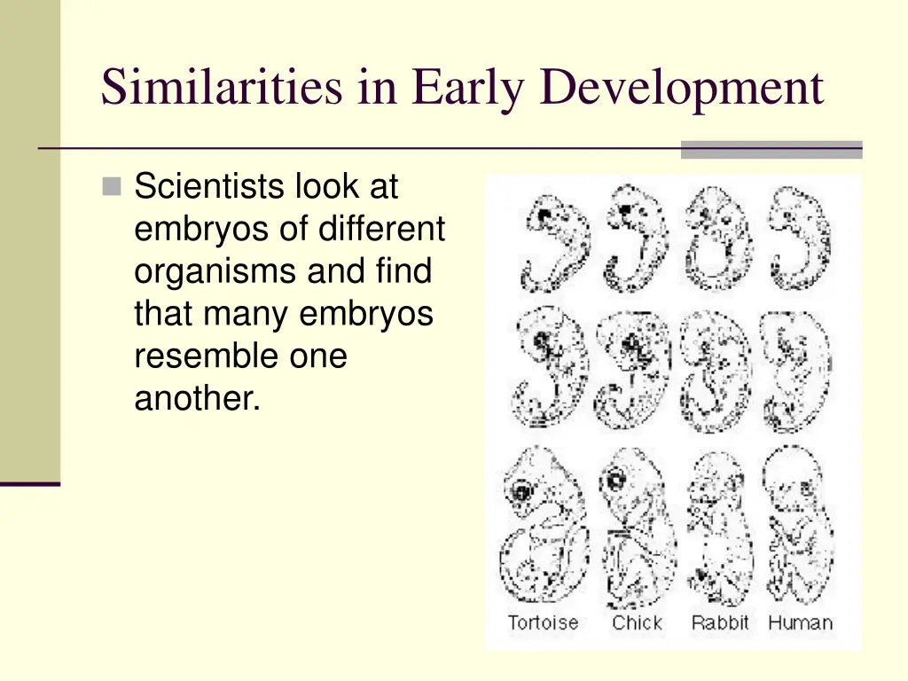 similarities in early development