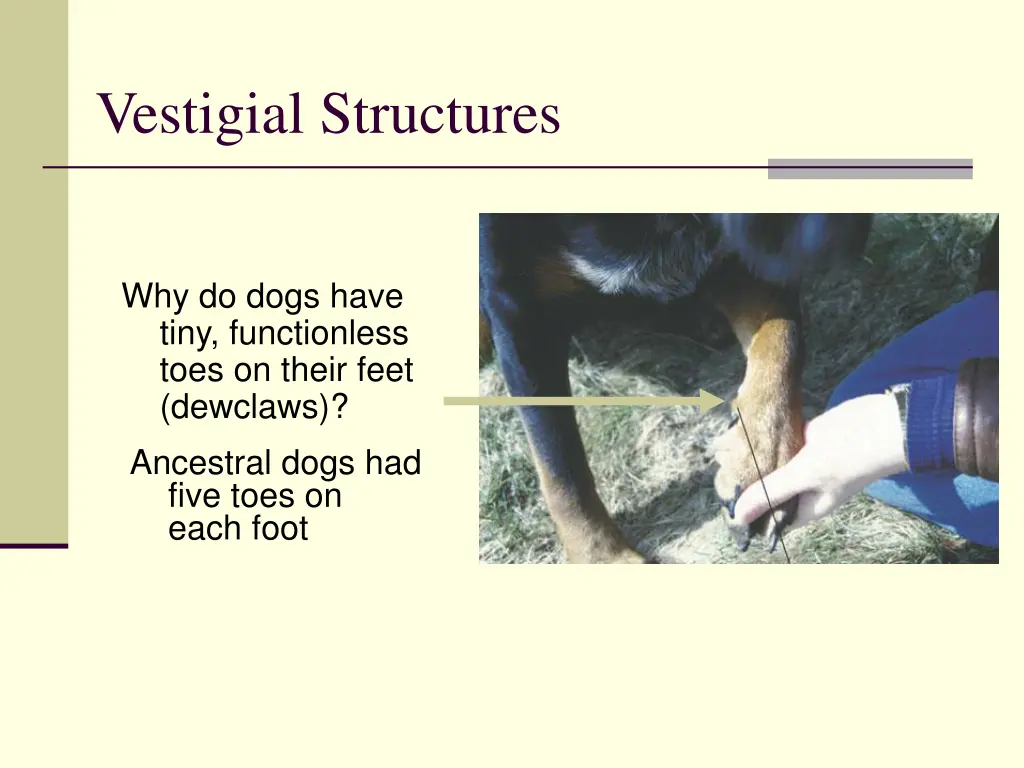 vestigial structures 1