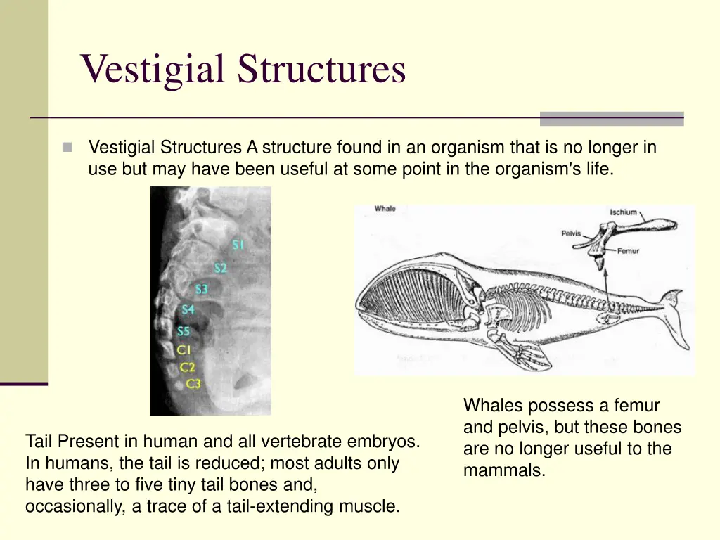 vestigial structures