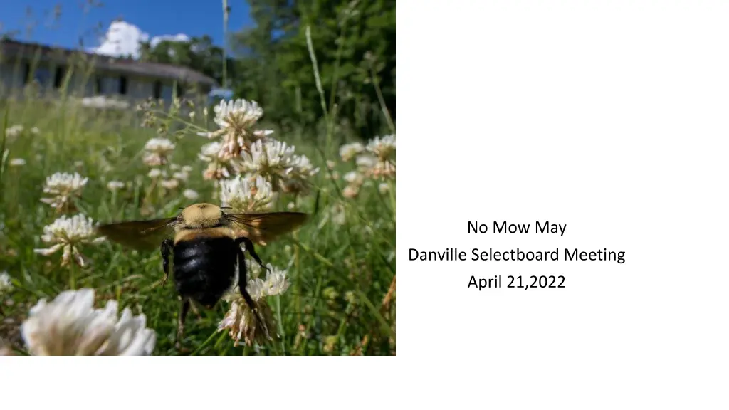 no mow may
