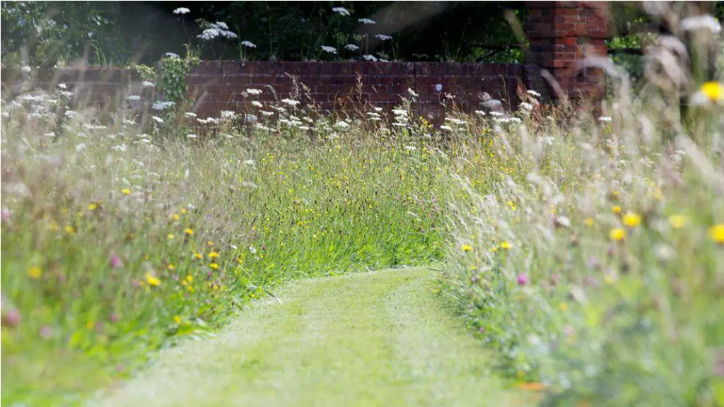 no mow may program initiated in uk by plantlife